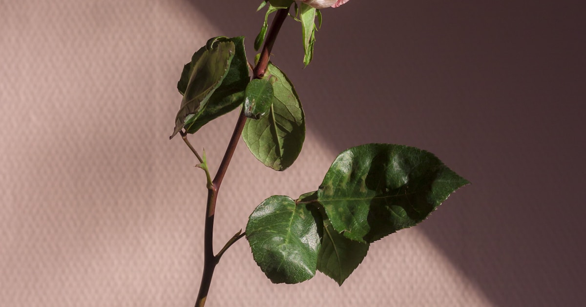 Jogo Responsável: Como Apostar Sem Prejudicar Sua Saúde Financeira